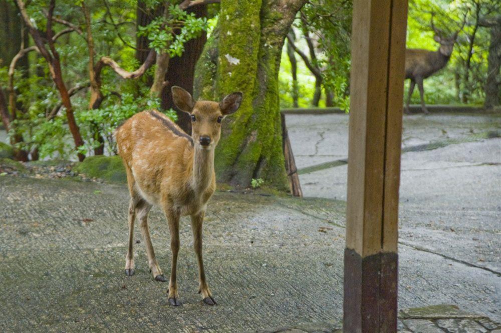 Tsukihitei Hotel Nara Exterior photo